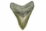 Serrated, Fossil Megalodon Tooth - North Carolina #308527-1